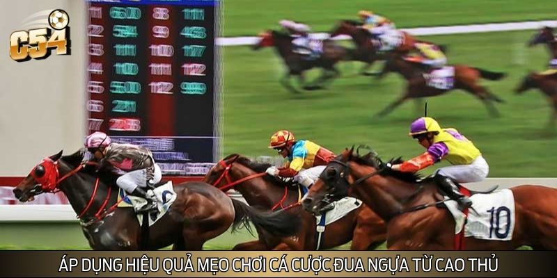 Áp dụng hiệu quả mẹo chơi cá cược đua ngựa từ cao thủ